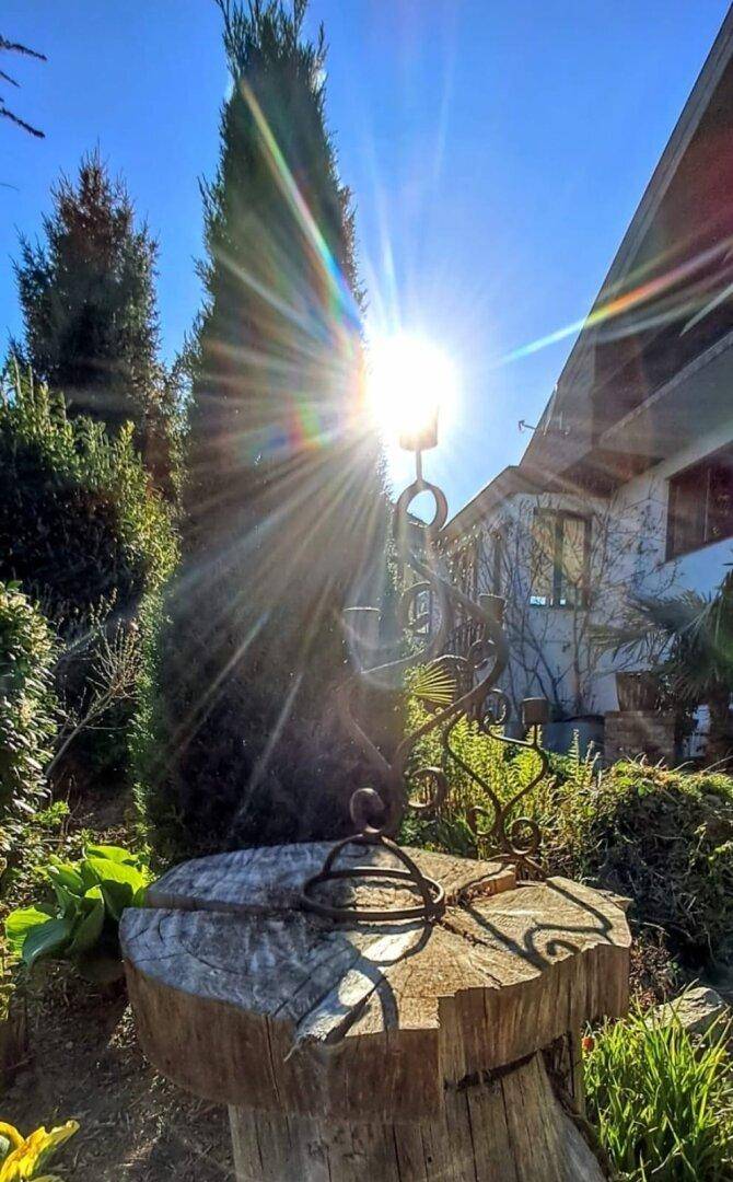 Sonnige Gartenecke mit dekorativem Element auf einem Baumstamm und hohen Bäumen.