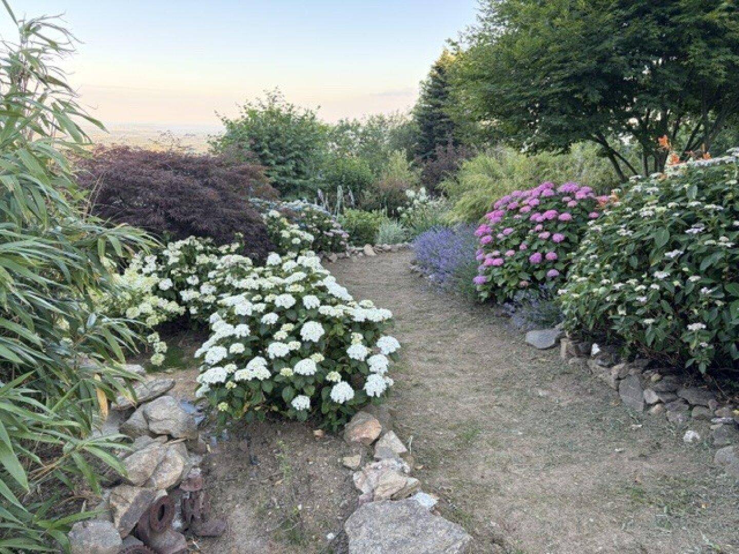 Malerischer Gartenweg umgeben von blühenden Hortensien und vielfältiger Vegetation.
