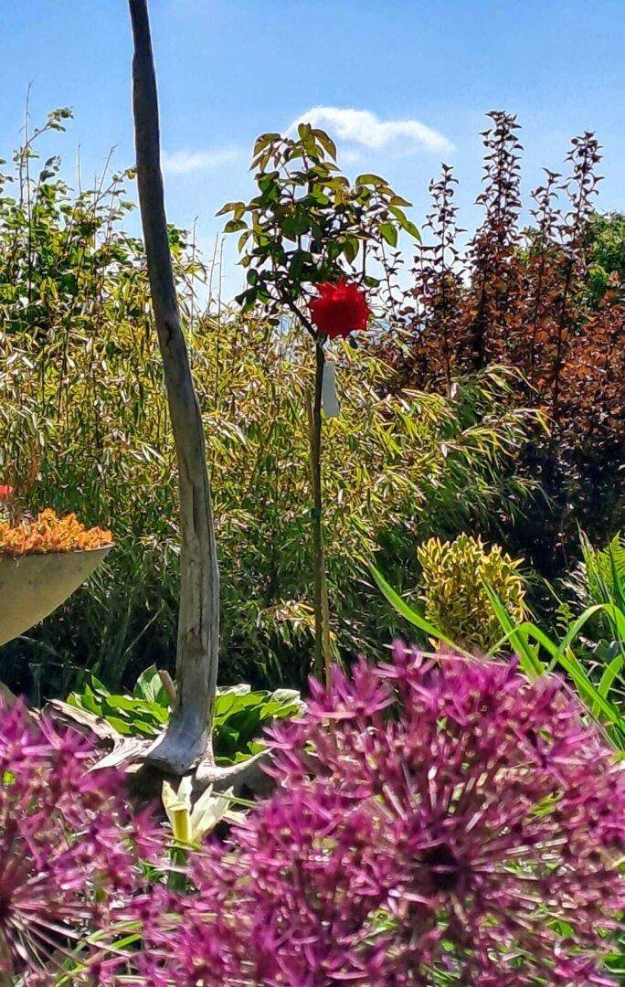 Nahaufnahme von leuchtend violetten Alliumblüten und einer roten Rose in einem grünen Garten.