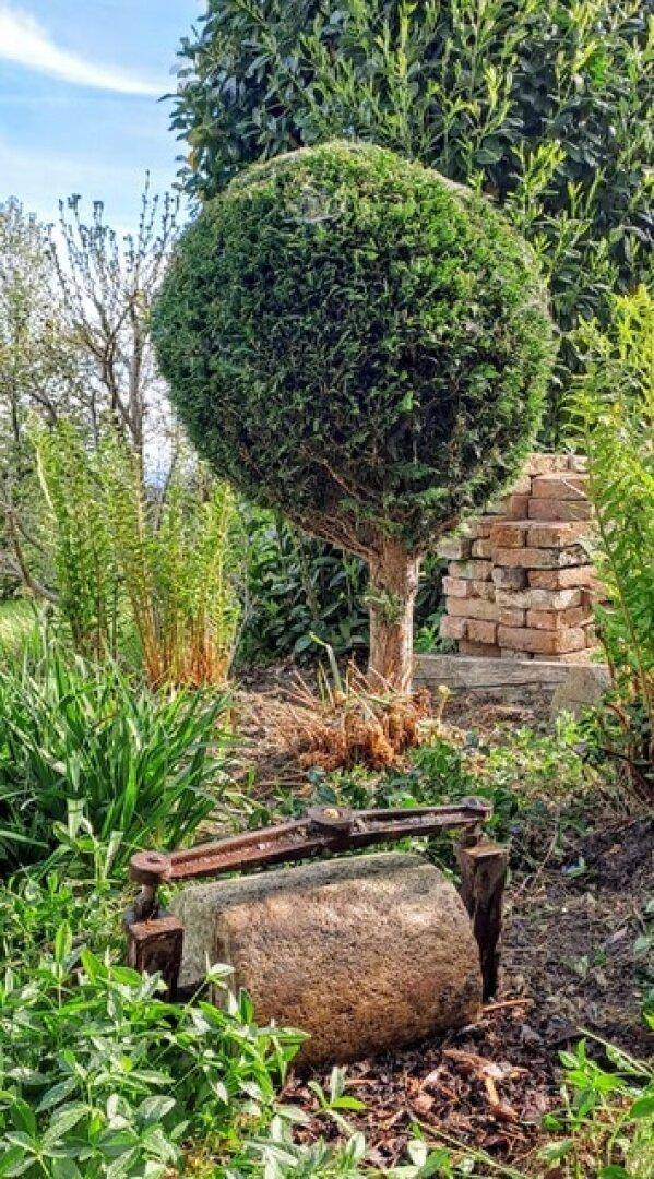 Geformter Buchsbaum und ein alter Mühlstein als Dekoration in einem grünen Gartenbereich.
