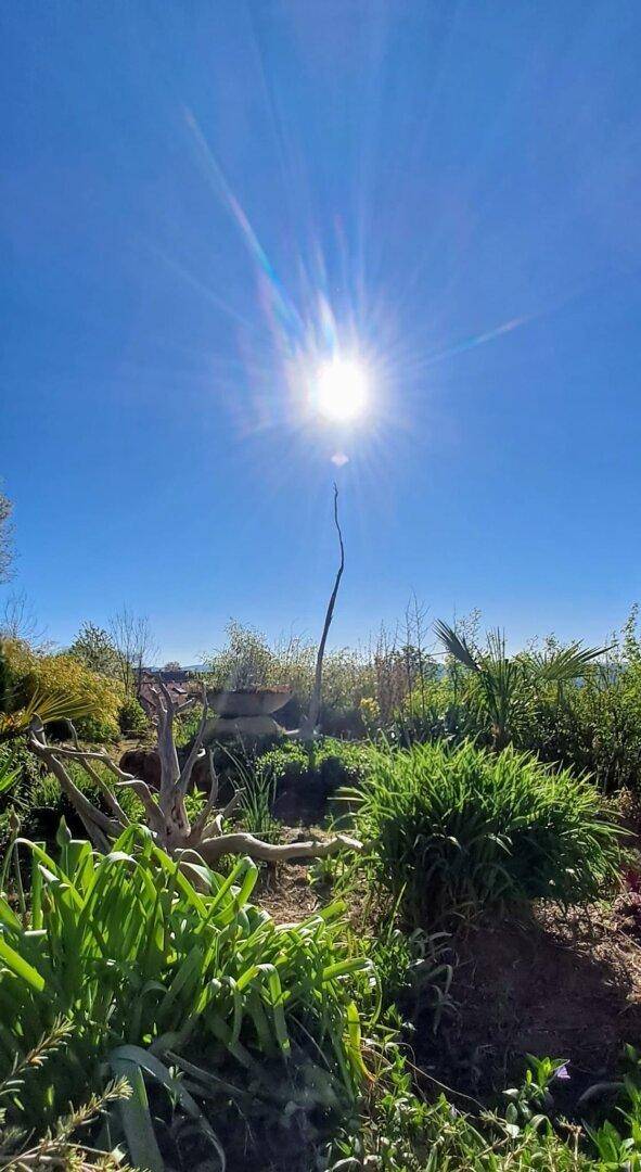 Sonnendurchfluteter Gartenbereich mit üppigem Grün und einem strahlend blauen Himmel.