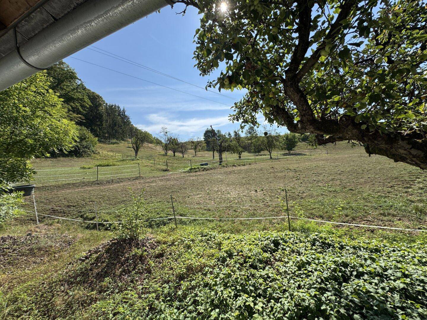 Malerischer Blick auf eine weite Wiese mit Bäumen und sanften Hügeln im Hintergrund unter blauem Himmel.