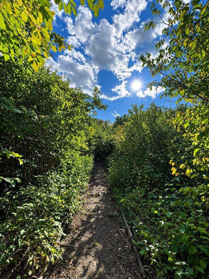Sonniger, verwachsener Pfad durch dichte Vegetation mit hellem Himmel.