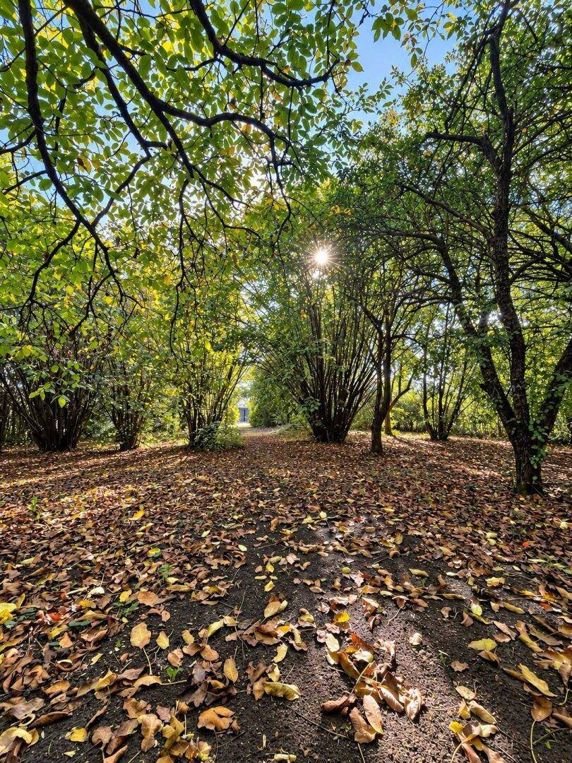 Herbstlicher Gartenweg mit Laub und Bäumen, durch die die Sonne scheint.
