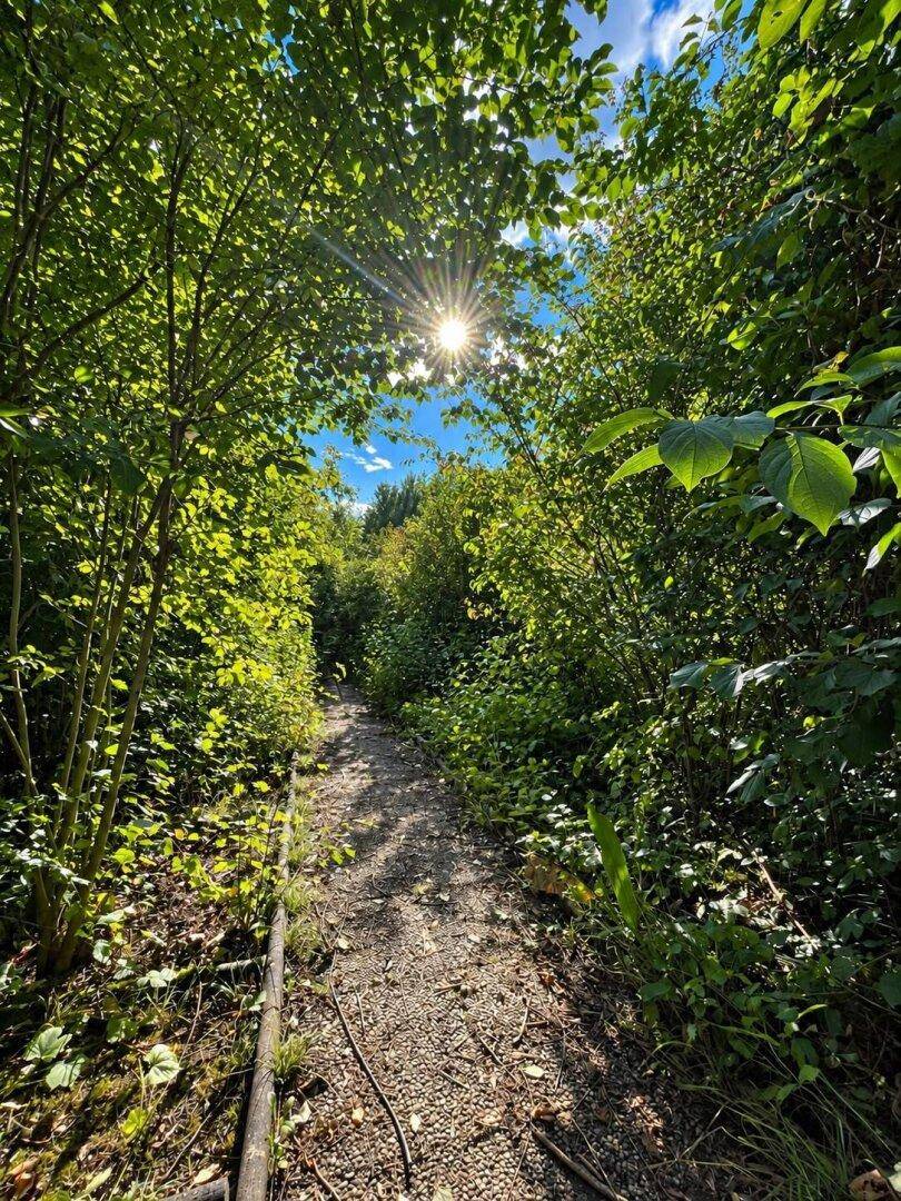 Lichtdurchfluteter, verwachsener Pfad im Grünen mit Sonnenstrahlen durch die Blätter.