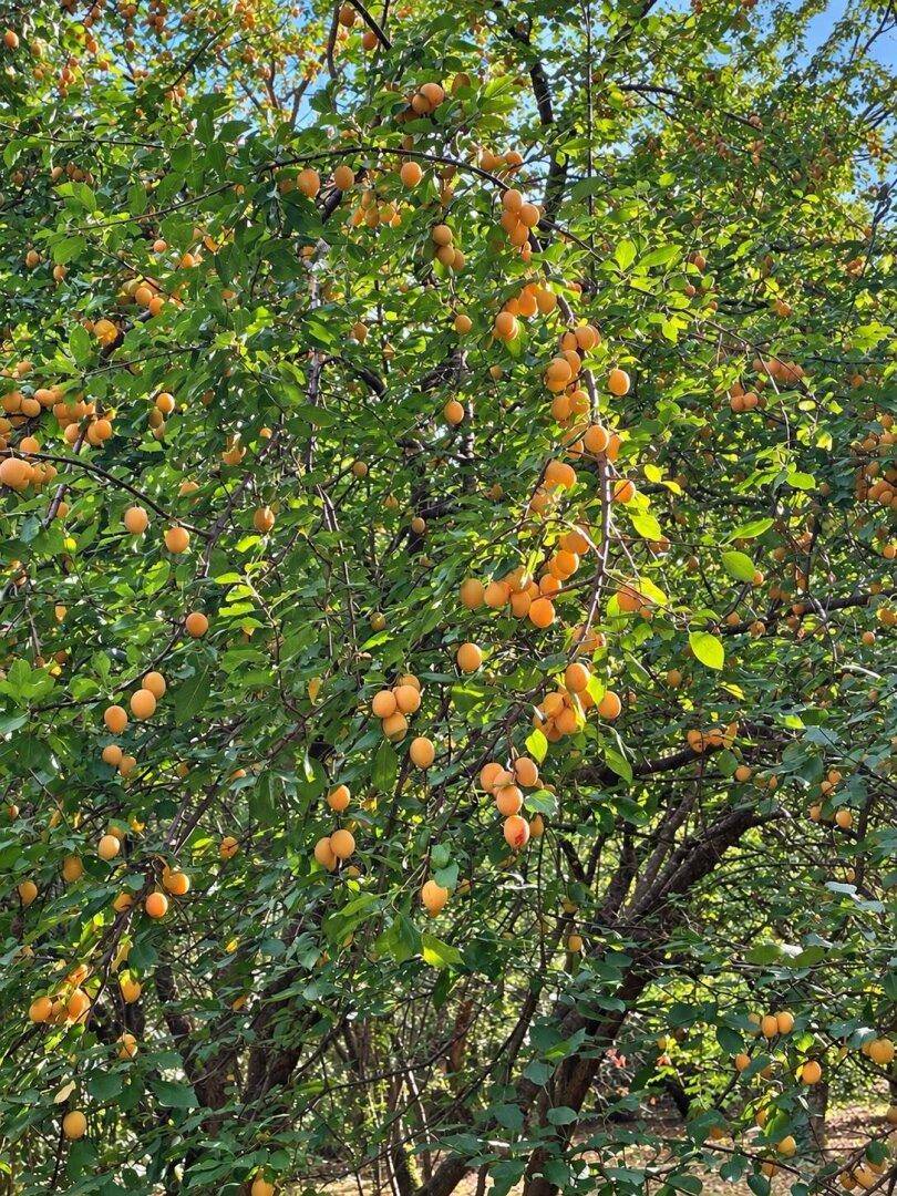 Reich tragender Obstbaum mit vielen gelben Früchten im sonnigen Garten.