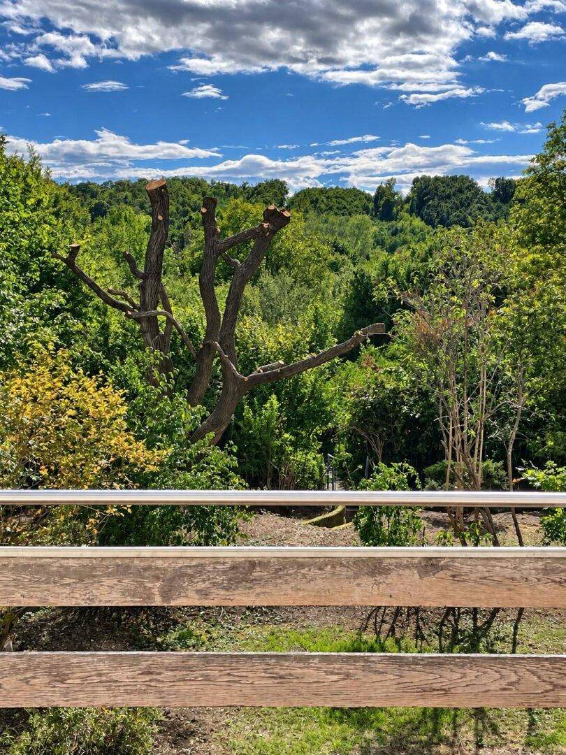 Idyllischer Ausblick von der Terrasse auf die üppige, grüne Natur und den weiten Himmel.