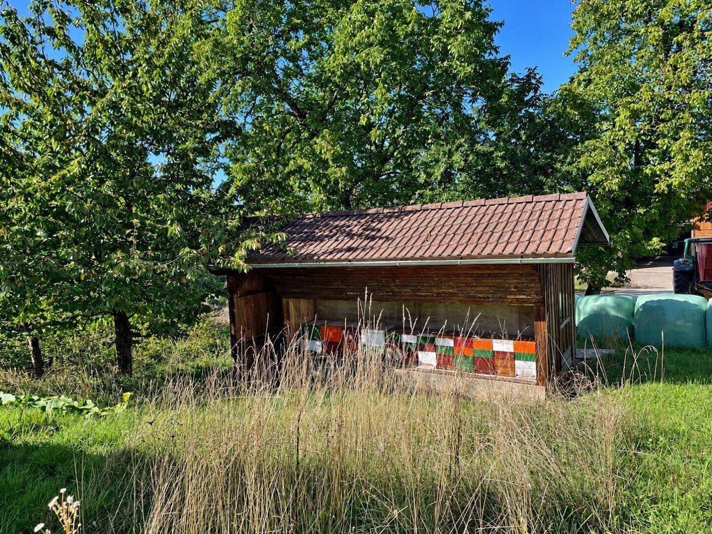 Rustikaler Holzschuppen mit bunten Bienenstöcken in einer grünen, ländlichen Umgebung.