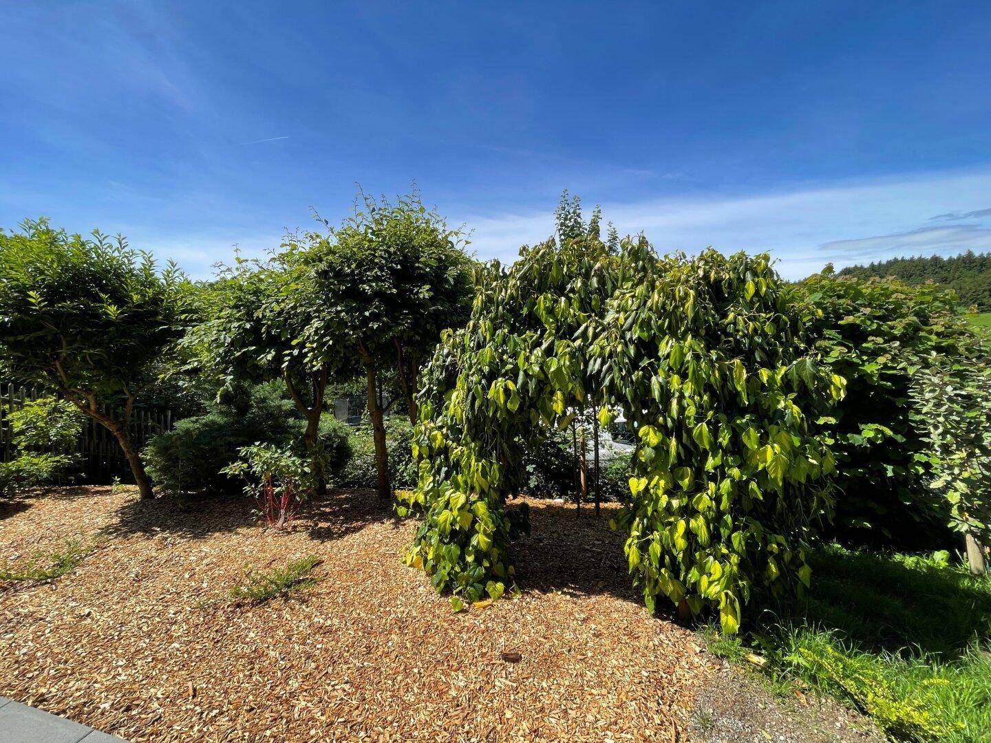 Gepflegter Gartenbereich mit verschiedenen Bäumen und Sträuchern unter strahlend blauem Himmel.