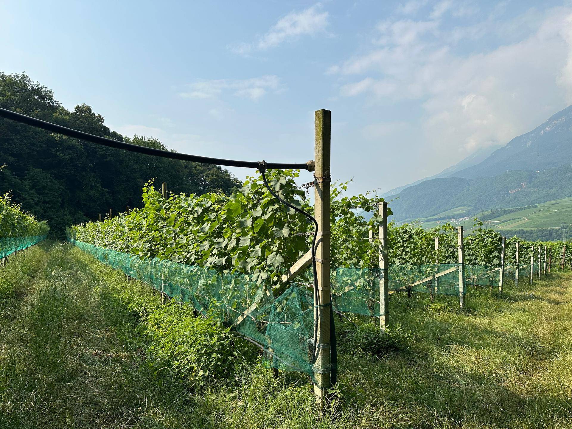 Weingarten mit Reben und Schutznetzen, umgeben von grüner Landschaft und Bergen im Hintergrund.