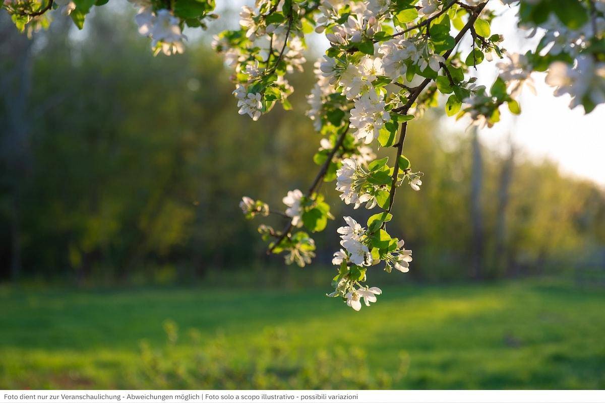 Zarte weiße Blüten schmücken einen Baumast im warmen Sonnenlicht über einer grünen Wiese.