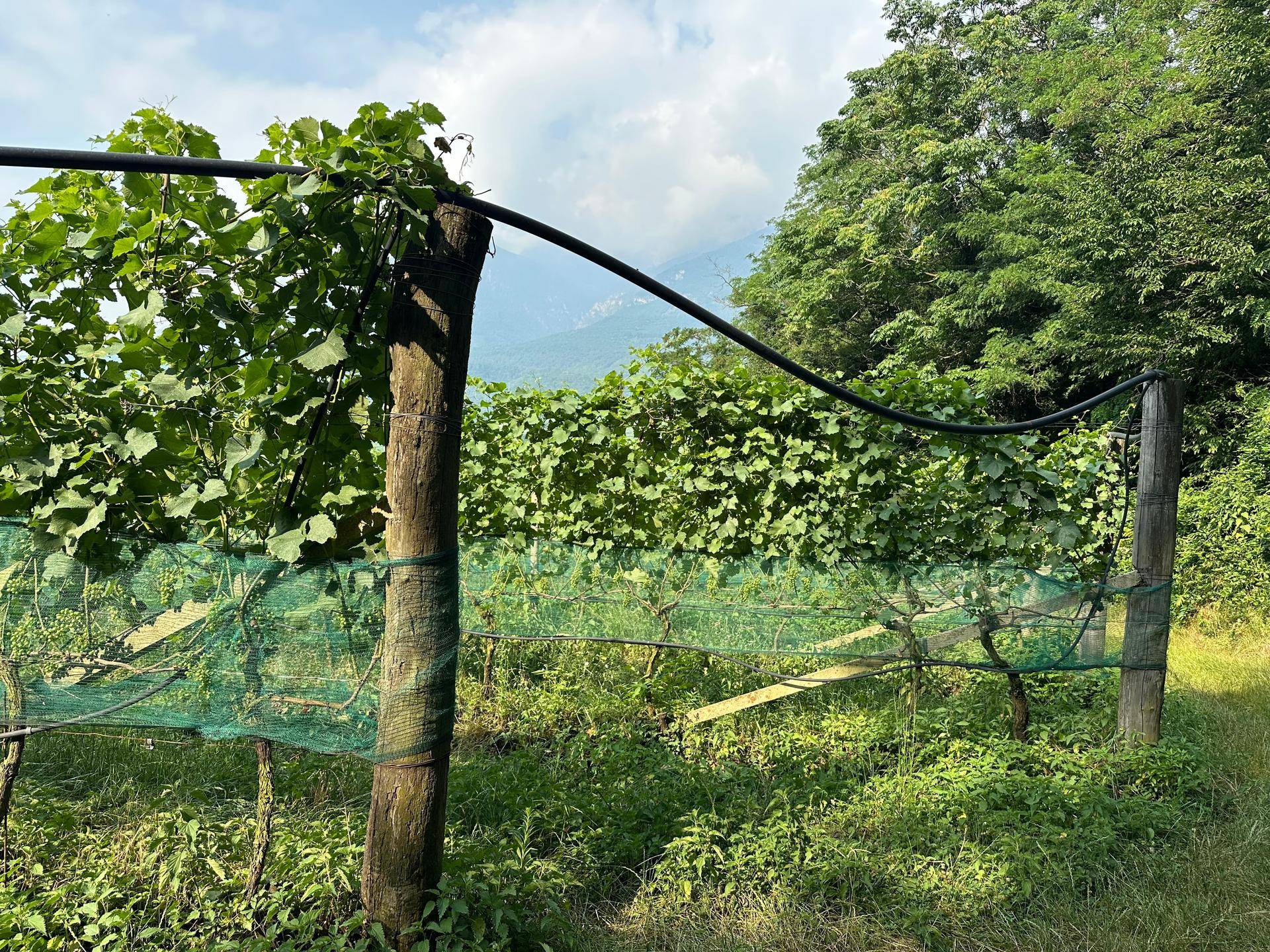 Detaillierte Ansicht der Reben im Weingarten mit grünen Schutznetzen und Bewässerungsrohr.