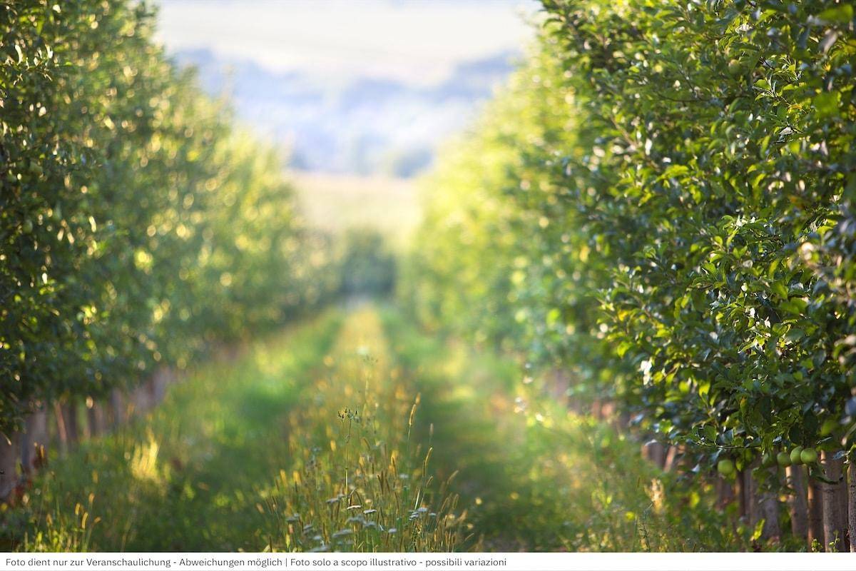 Lange Reihen junger Bäume erstrecken sich in einem Obstgarten bis zum Horizont unter blauem Himmel.