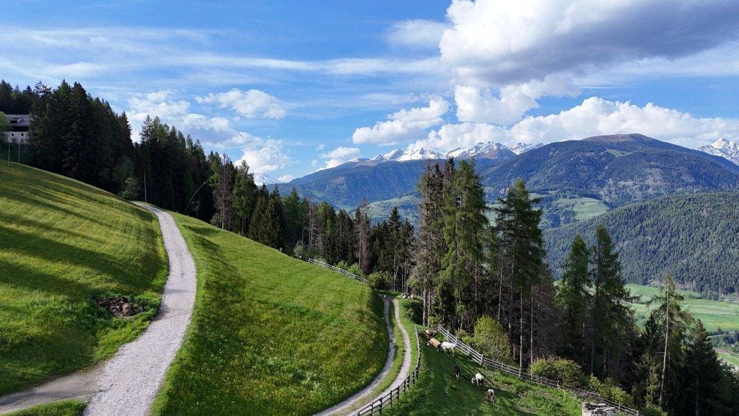 Serpentinenweg schlängelt sich durch grüne Wiesen und Wälder mit Blick auf schneebedeckte Berge.