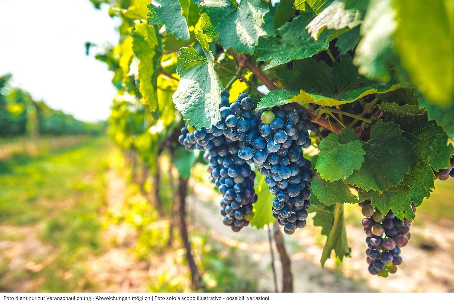 Weingut Volano Weingut Rovereto Weingut Trentino Weingut Südtirol kaufen Weinregion Trentino Dolomiten Weinberge Weingut Etschtal Italien Weingut kaufen Weingut in Rovereto Weinimmobilie Volano Weingut Immobilie kaufen Weinberg kaufen Luxusimmobilie Trentino Historische Villa mit Weinberg Repräsentatives Anwesen kaufen Weingut mit Villa Anwesen mit Privatsphäre kaufen Weinkellerei Immobilie Großes Weingut kaufen Privilegiertes Weingut kaufen Voll strukturierter Weinbaubetrieb Moderne Weintechnik Eingespieltes Team Weingut State-of-the-Art Weinkellerei Barrique-Keller Weinproduktion voll ausgestattet Bestlage Weinbau Mikroklima Weinbau perfekt Exzellente Rebflächen Gastfreundliche Weinkultur höchstes Niveau Weinverkostung Immobilie Weinbau Betrieb Nachfolge Secret Sale Weingut Diskreter Verkauf Immobilie Off-Market Weingut Exklusives Anwesen Trentino Prestige-Objekt kaufen High-End Real Estate Italy Winery Investition Weingut Italien Landwirtschaftliches Investment Geldanlage Weingut Genuss-Immobilie