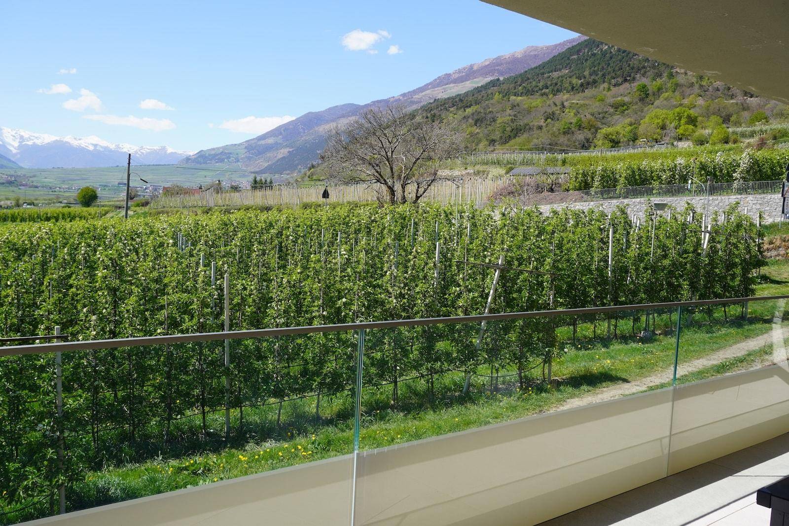 Blick von einem Balkon mit Glasgeländer auf grüne Weinberge und schneebedeckte Berge.