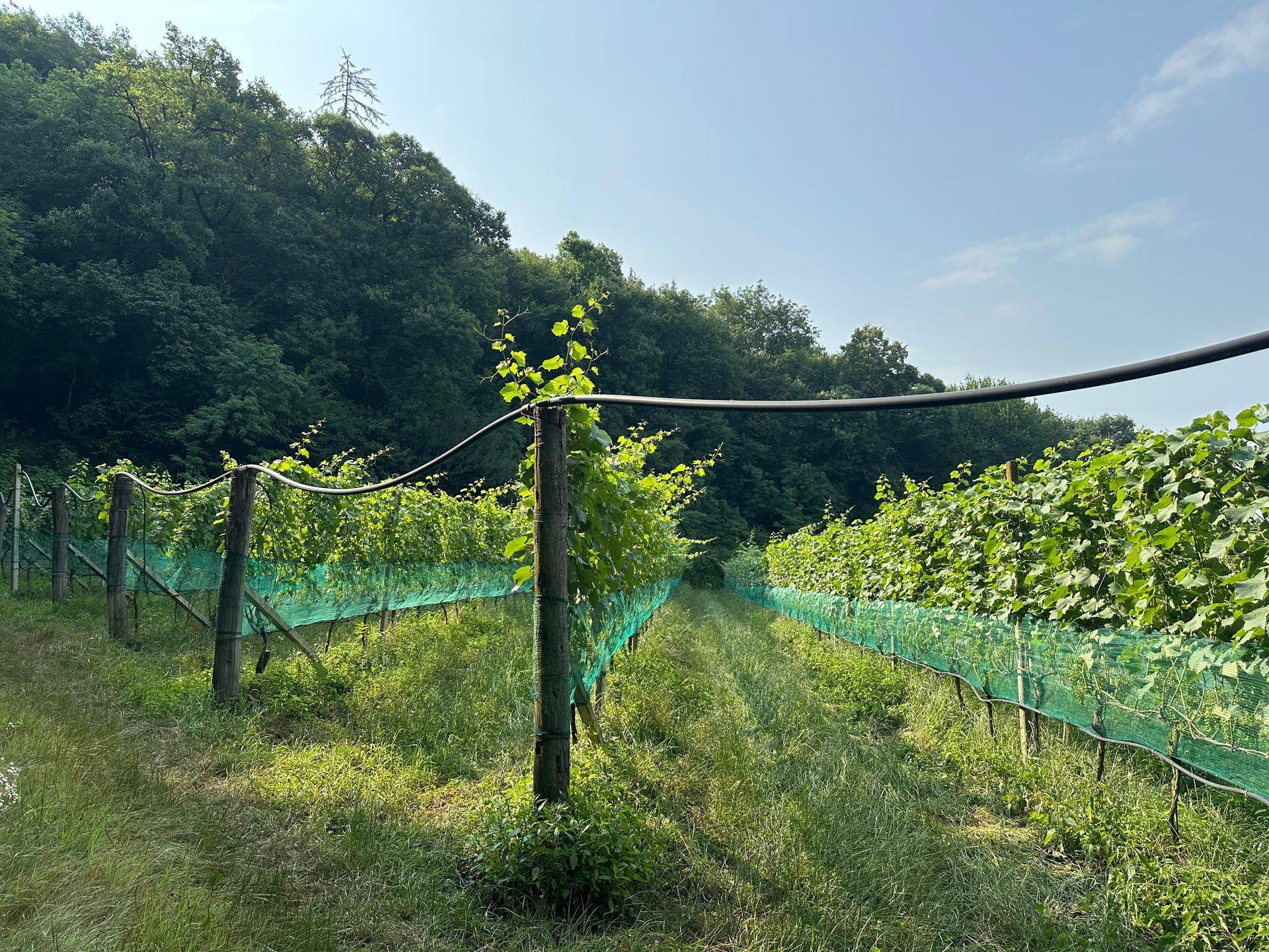 Nahaufnahme eines Weingartens mit Reben und Schutznetzen, angrenzend an einen bewaldeten Hügel.