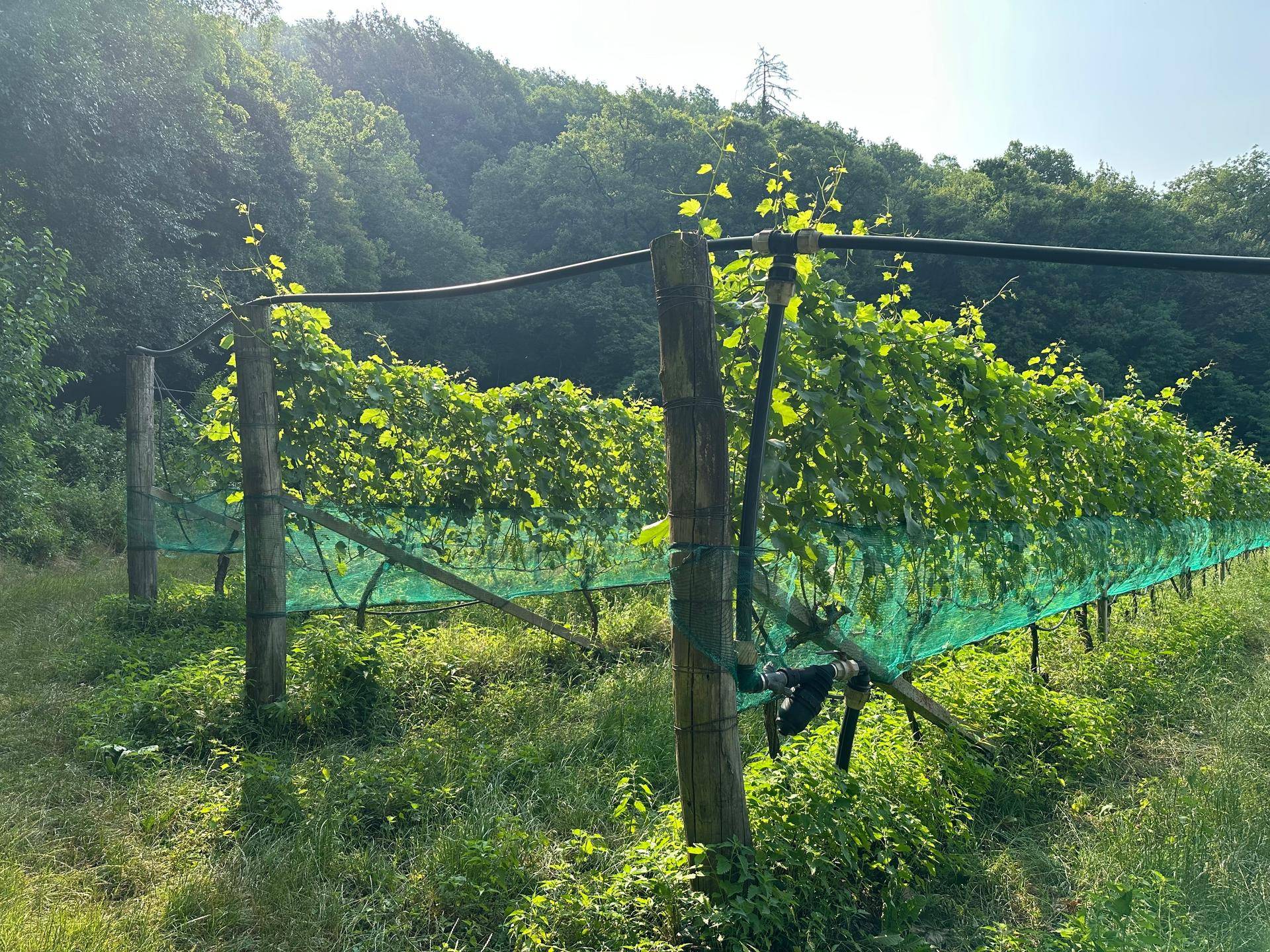 Nahaufnahme eines Weingartens mit Reben und Schutznetzen, angrenzend an einen bewaldeten Hügel.