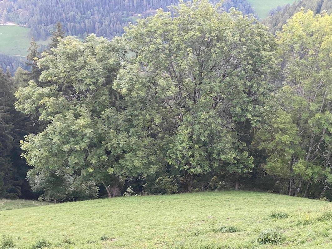Steilhang_Hanglage_Wiese_Wald_Acker_St.Lorenzen