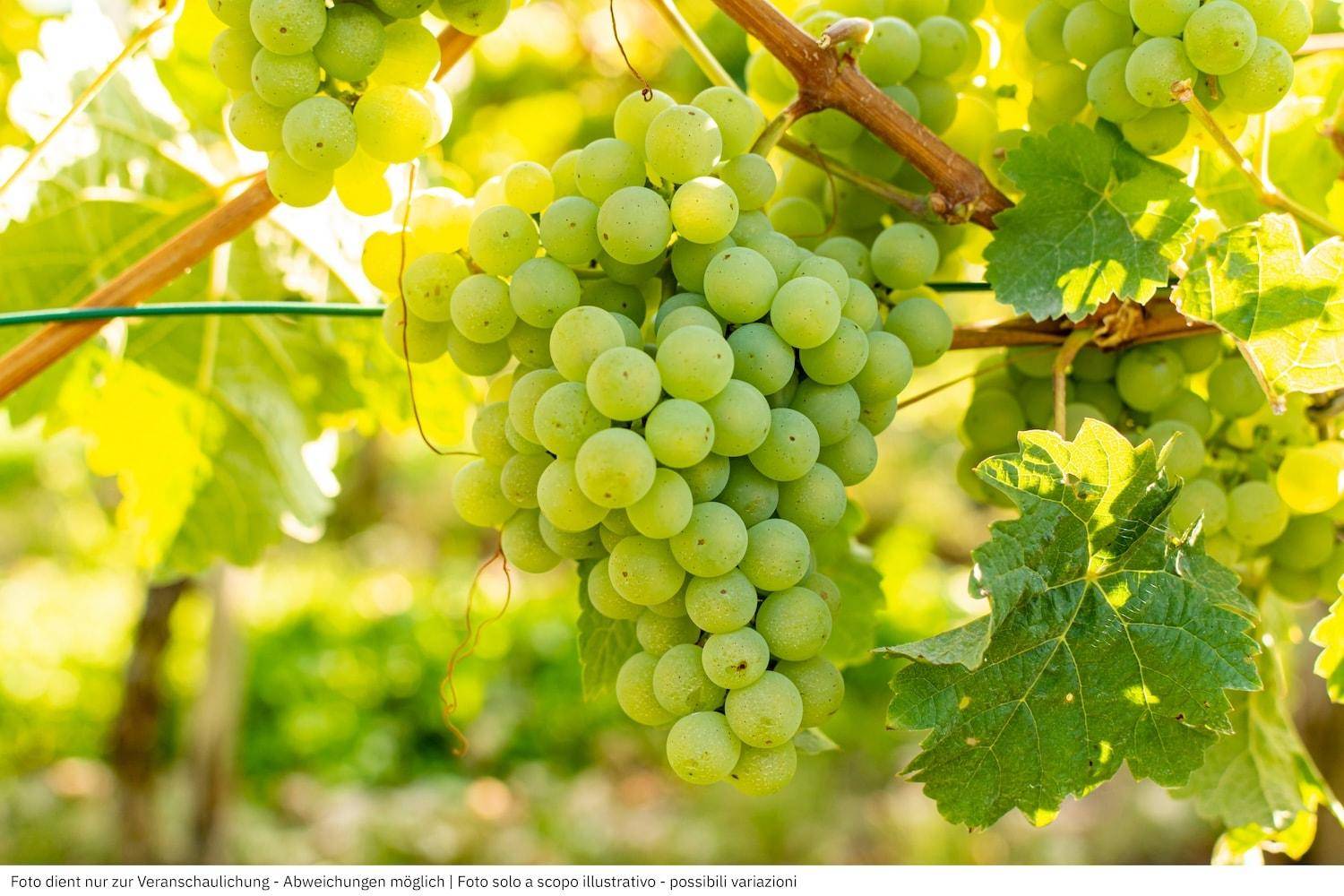 Weingut Volano Weingut Rovereto Weingut Trentino Weingut Südtirol kaufen Weinregion Trentino Dolomiten Weinberge Weingut Etschtal Italien Weingut kaufen Weingut in Rovereto Weinimmobilie Volano Weingut Immobilie kaufen Weinberg kaufen Luxusimmobilie Trentino Historische Villa mit Weinberg Repräsentatives Anwesen kaufen Weingut mit Villa Anwesen mit Privatsphäre kaufen Weinkellerei Immobilie Großes Weingut kaufen Privilegiertes Weingut kaufen Voll strukturierter Weinbaubetrieb Moderne Weintechnik Eingespieltes Team Weingut State-of-the-Art Weinkellerei Barrique-Keller Weinproduktion voll ausgestattet Bestlage Weinbau Mikroklima Weinbau perfekt Exzellente Rebflächen Gastfreundliche Weinkultur höchstes Niveau Weinverkostung Immobilie Weinbau Betrieb Nachfolge Secret Sale Weingut Diskreter Verkauf Immobilie Off-Market Weingut Exklusives Anwesen Trentino Prestige-Objekt kaufen High-End Real Estate Italy Winery Investition Weingut Italien Landwirtschaftliches Investment Geldanlage Weingut Genuss-Immobilie