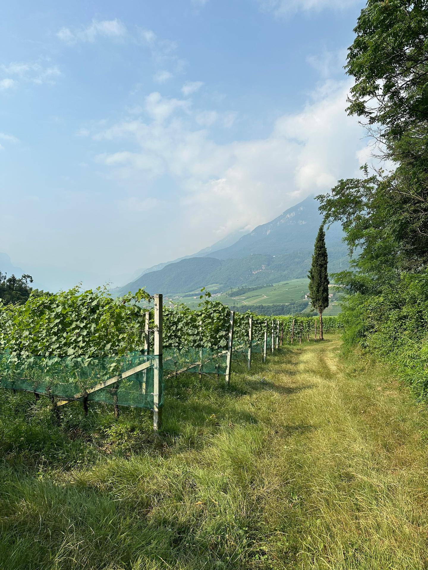 Weingarten mit Reben und Schutznetzen, umgeben von grüner Landschaft und Bergen im Hintergrund.