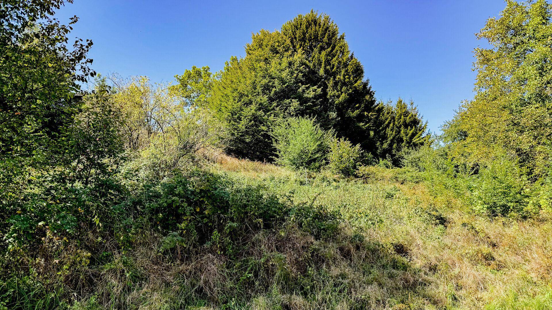 Dichte Vegetation und hohe Bäume prägen das unberührte Grundstück unter einem klaren blauen Himmel.