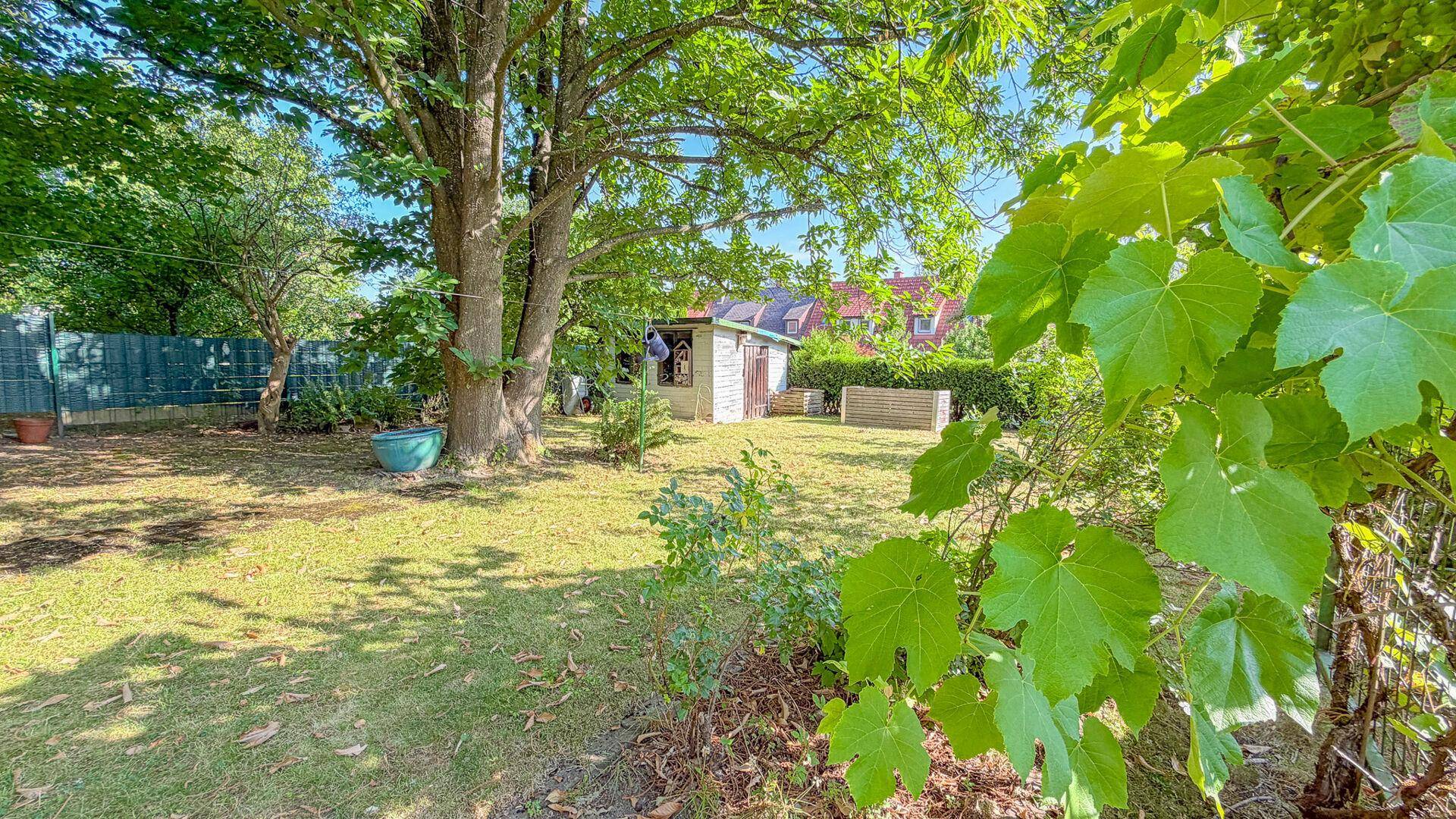 Garten mit Rasenfläche, altem Baum, Gartenhaus im Hintergrund und Weinreben im Vordergrund.
