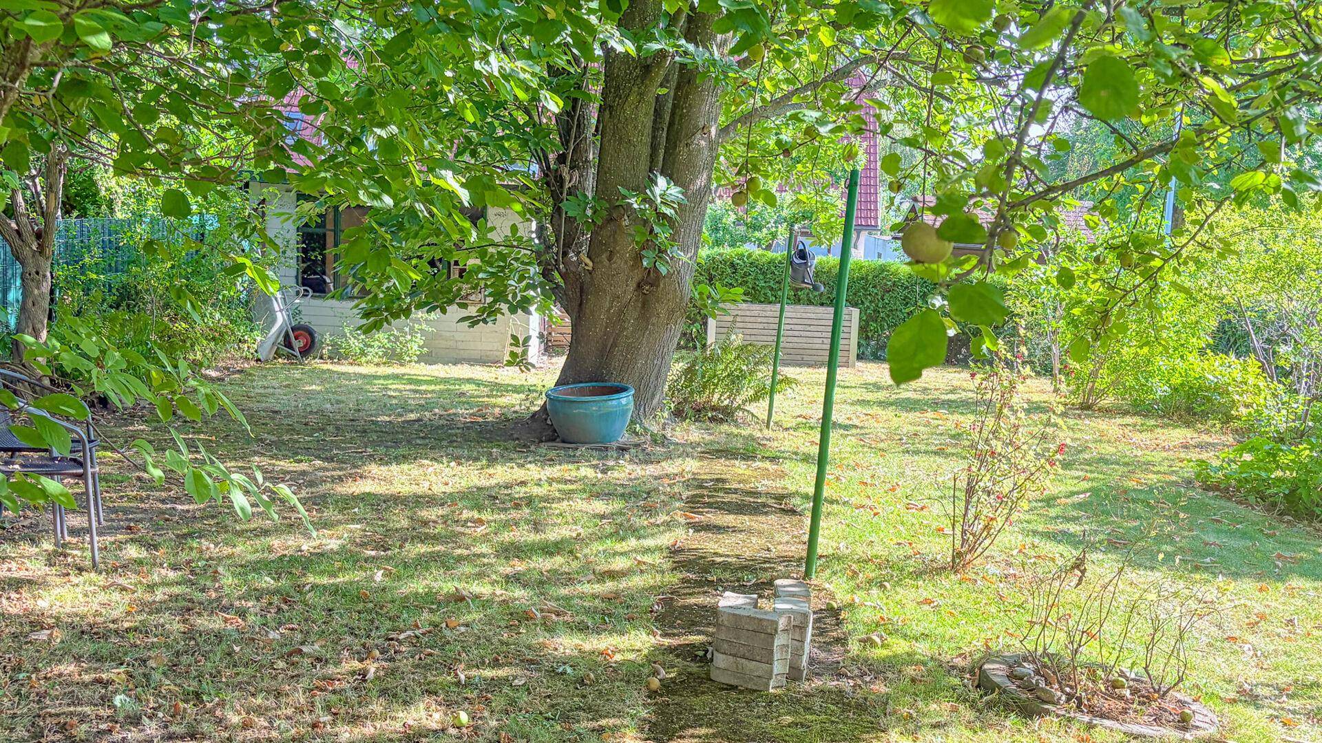 Sonniger Garten mit großem Baum, Rasenfläche und einfacher Gestaltung im Freien.