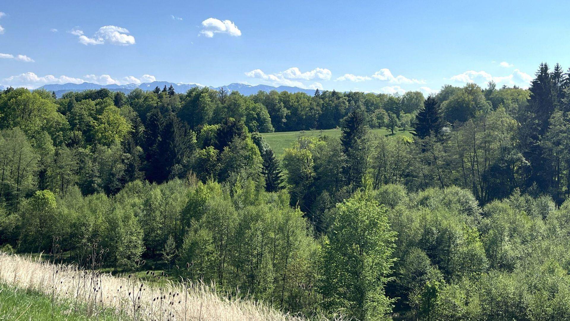 Weitläufige Naturlandschaft mit dichten Wäldern und einer Bergkette am Horizont unter blauem Himmel.