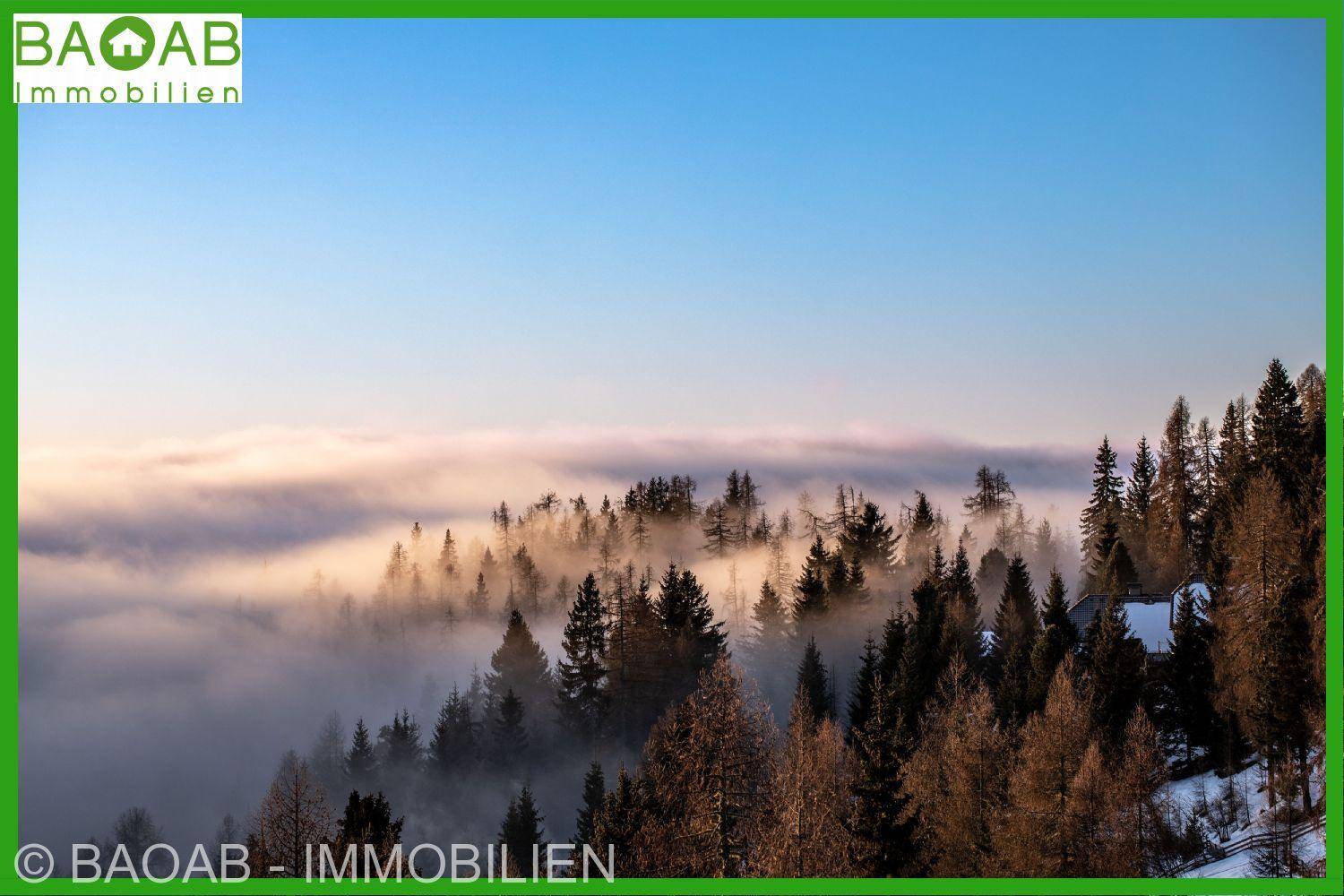 Mystische Winterlandschaft mit Nebel, der durch einen Wald aus hohen Nadelbäumen zieht.