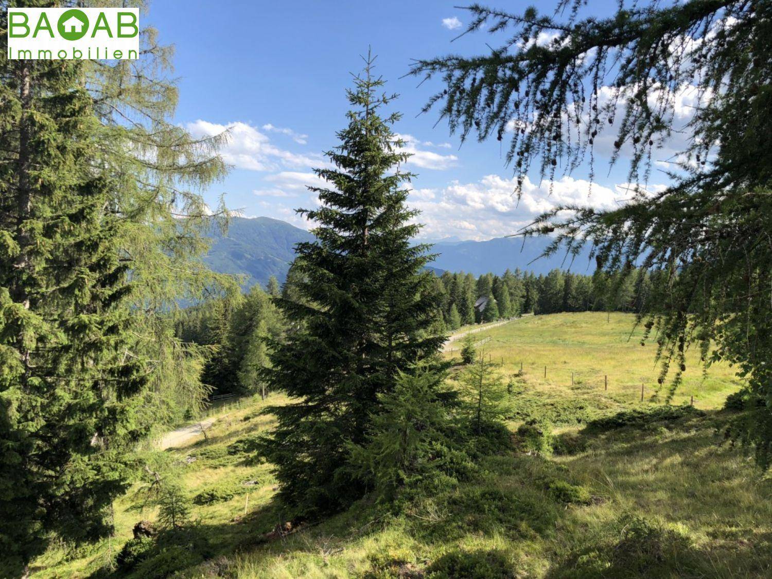Idyllische Landschaftsaufnahme mit hohen Nadelbäumen und weitem Blick auf die Bergwelt.