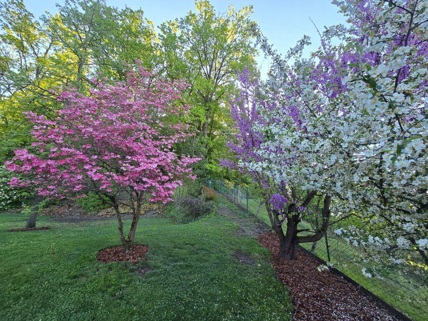 Blühender Garten mit farbenfrohen Bäumen und gepflegtem Rasen an einem sonnigen Tag.