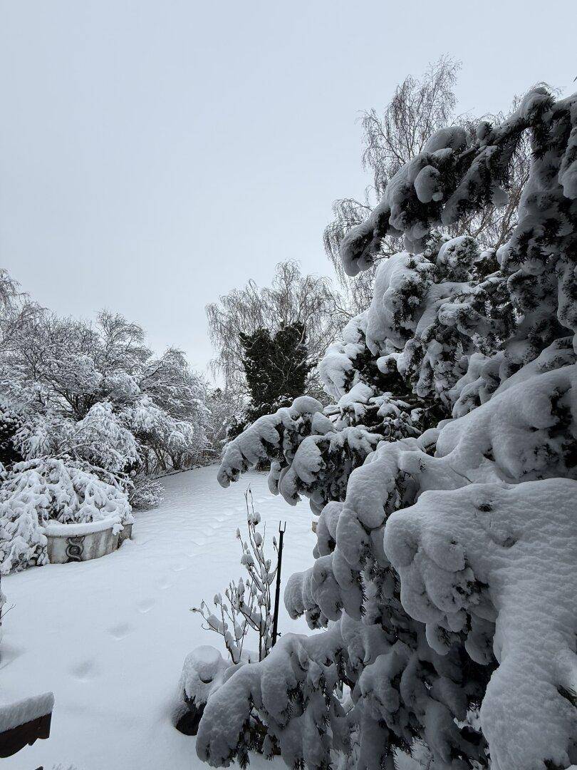 Winterlicher Garten mit schneebedeckten Bäumen und Sträuchern unter grauem Himmel.