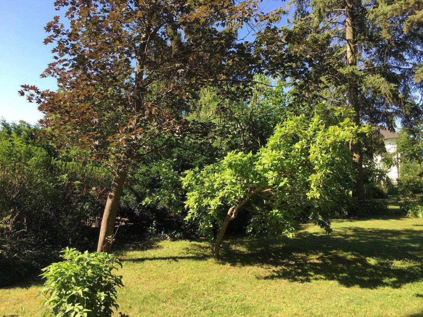 Sonnige Gartenfläche mit verschiedenen Bäumen und gepflegtem Rasen, ideal für Erholung im Freien.