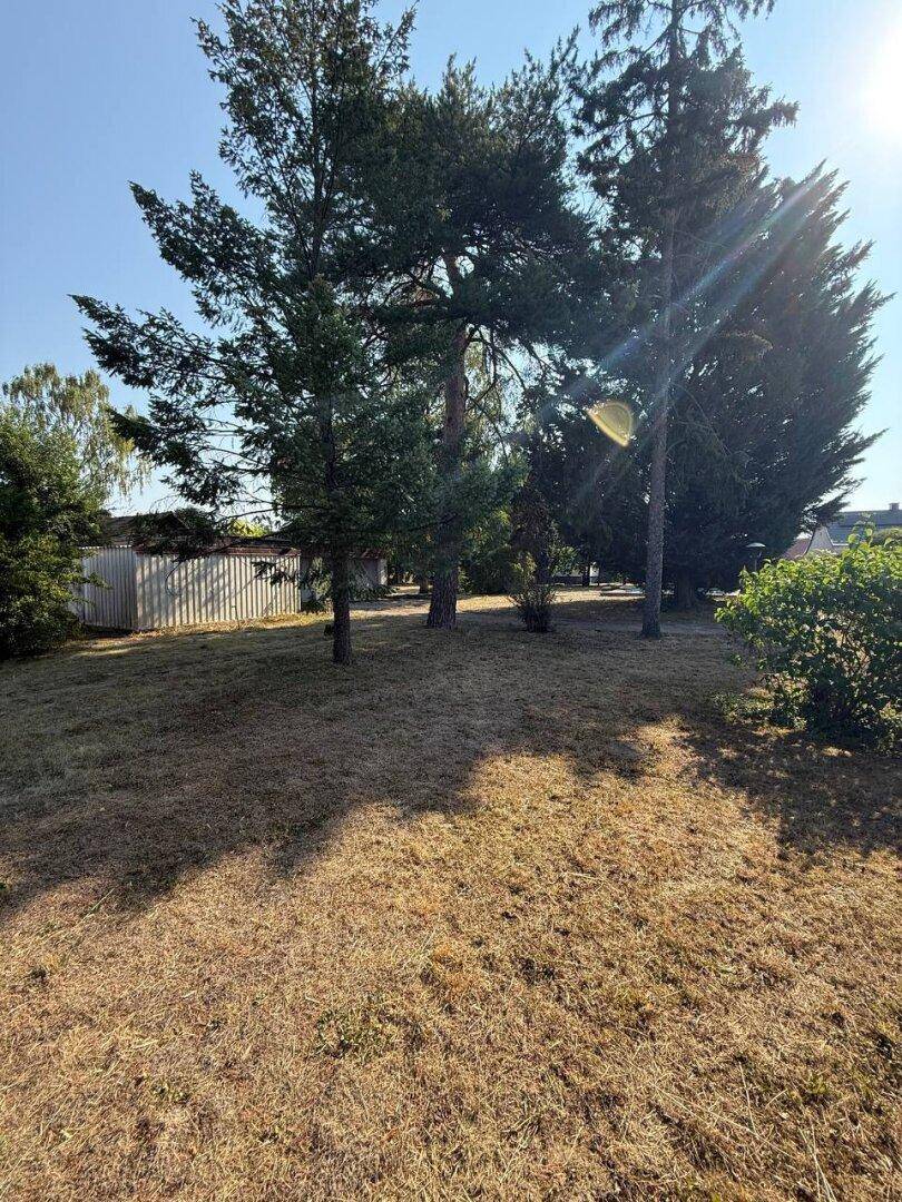 Weitläufiger Gartenbereich mit trockenem Rasen und mehreren alten Bäumen unter blauem Himmel.