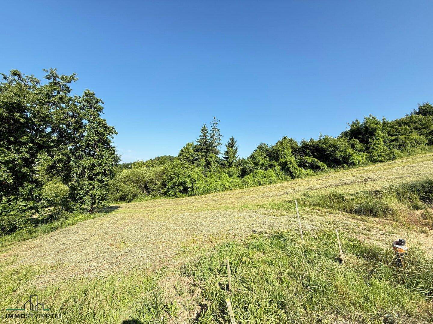 Gemähtes Feld mit hohen Bäumen und Sträuchern im Hintergrund unter einem strahlend blauen Himmel.