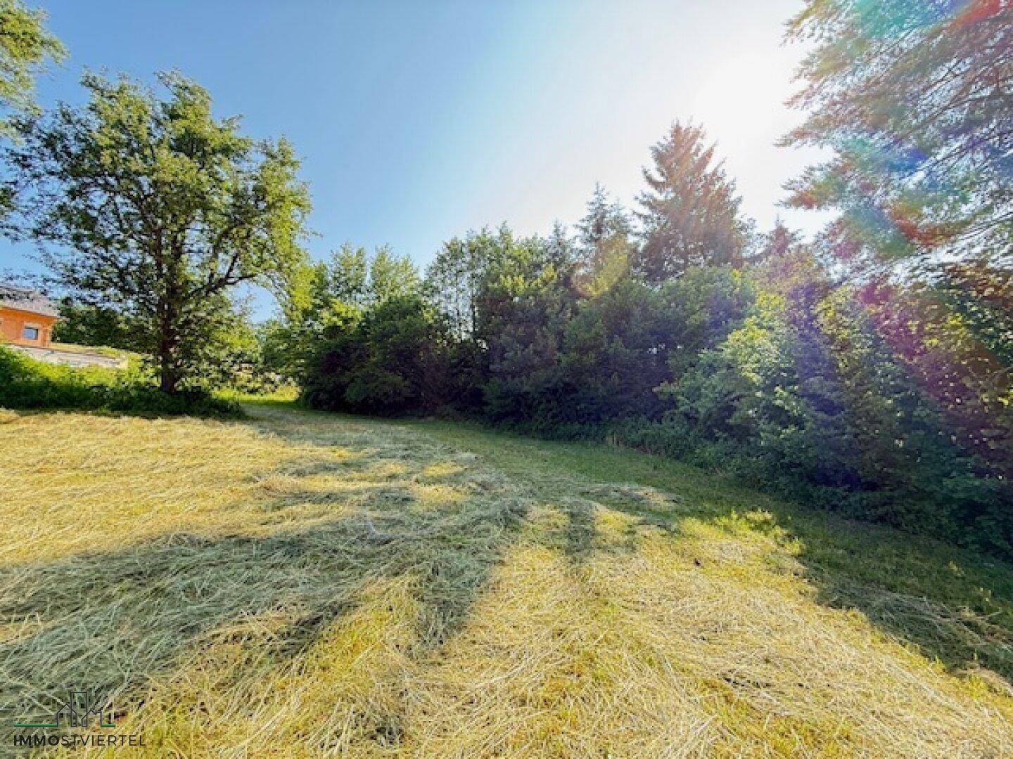 Sonniges Grundstück mit frisch gemähter Wiese und umgebenden Bäumen, ideal für Naturliebhaber.