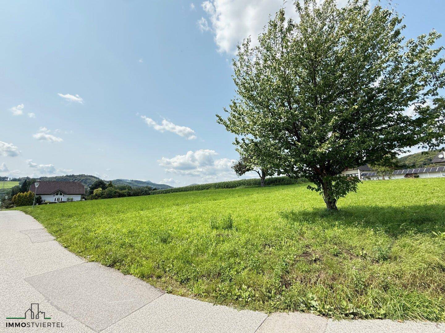 Grünes Grundstück mit einem großen, alten Baum und einem gepflasterten Weg im Vordergrund.