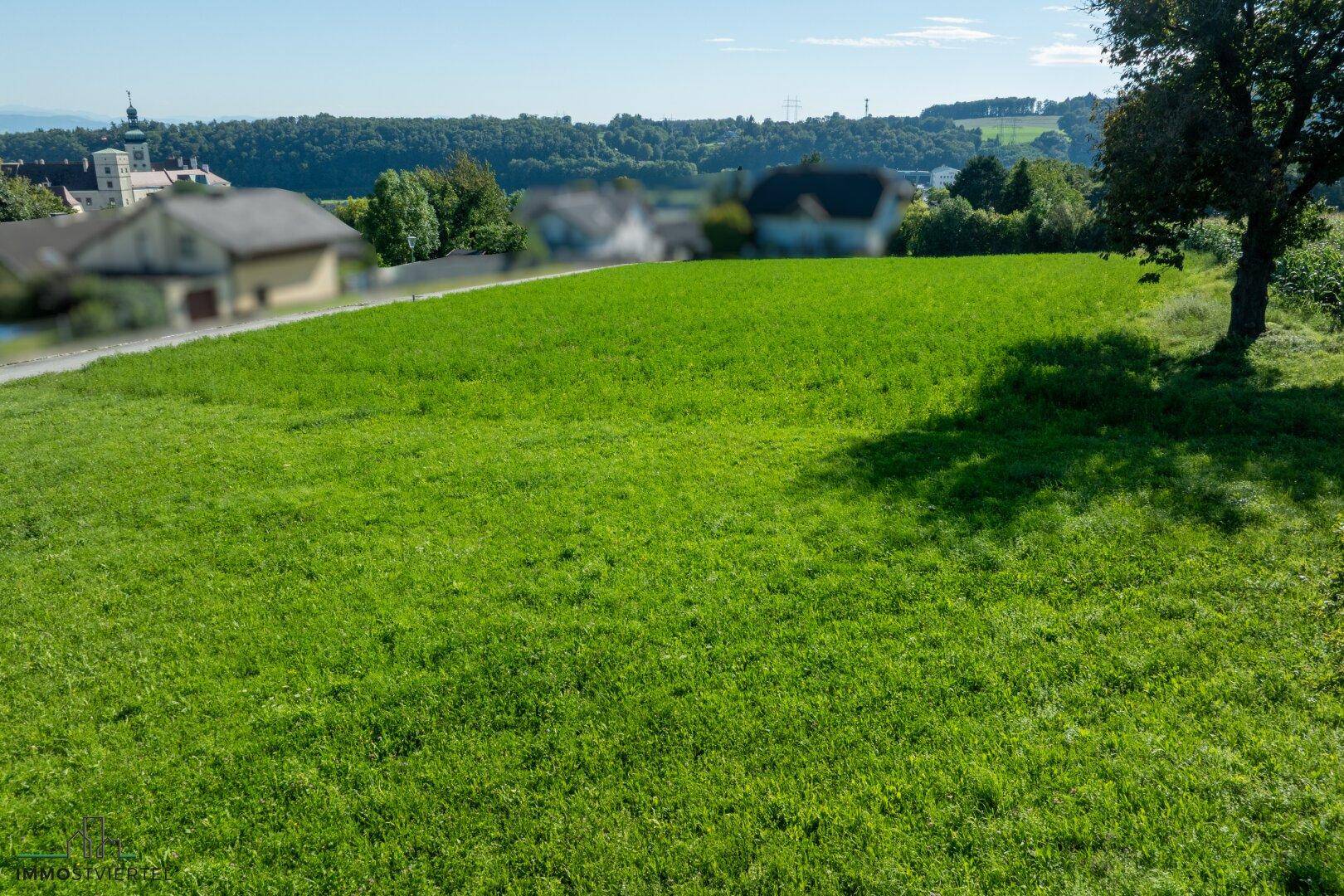 Großes grünes Feld mit einem Baum am Rand, bietet einen weiten Blick auf die ländliche Umgebung.
