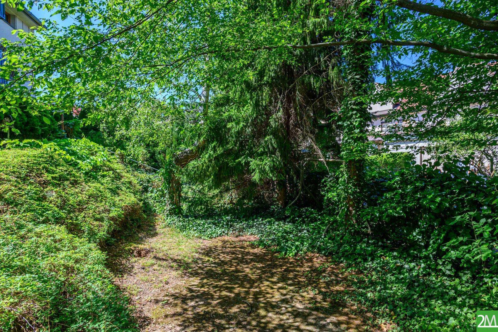 Naturbelassener Gartenbereich mit dichtem Bewuchs und schattigen Plätzen unter Bäumen.