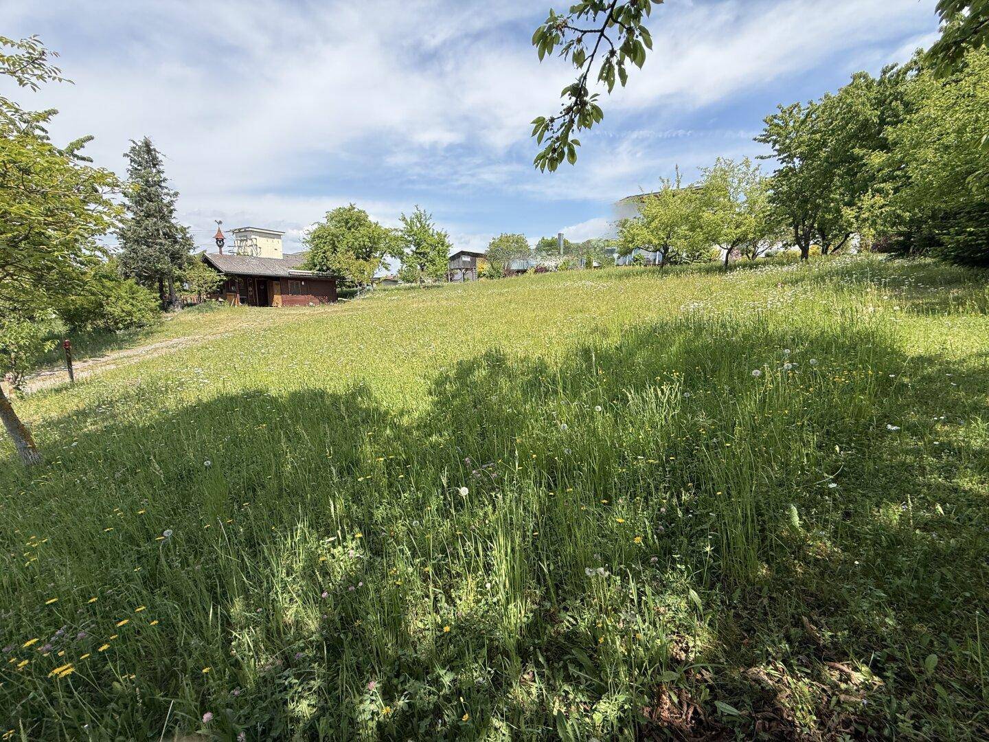 Naturbelassene Wiese mit hohen Gräsern und vereinzelten Bäumen, im Hintergrund ein kleines Holzhaus.