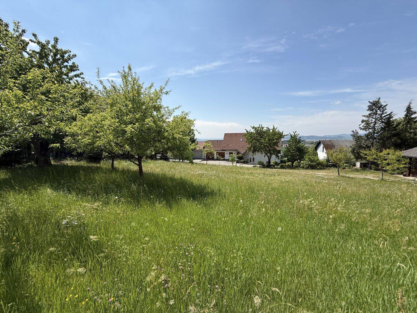 Große Wiese mit Obstbäumen und Blick auf die Nachbarhäuser in sonniger Umgebung.