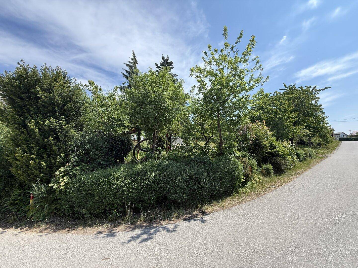 Dichte Bepflanzung mit Büschen und Bäumen entlang einer asphaltierten Straße.