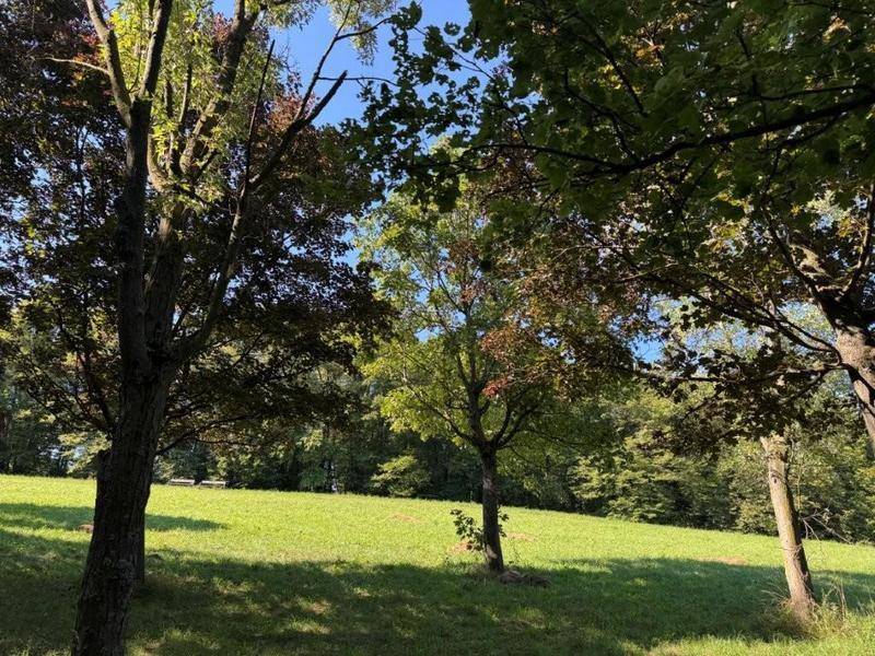 Idyllische grüne Wiese mit Bäumen unter blauem Himmel, umgeben von Natur.