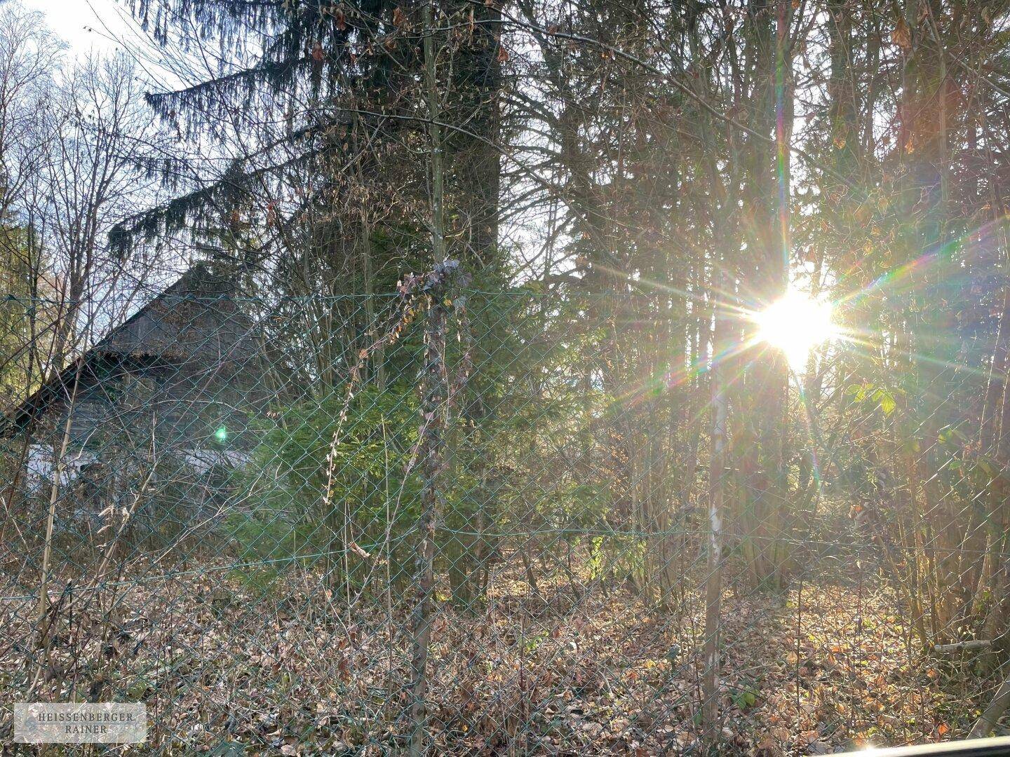 Rustikales Haus im Wald, mit Sonnenlicht, das durch die Bäume scheint und eine helle Atmosphäre schafft.
