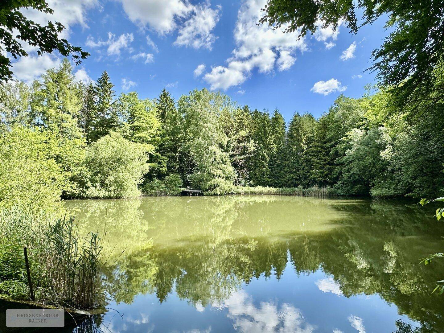 Ruhiger Teich umgeben von dichtem Wald und Schilf, spiegelt den blauen Himmel wider.