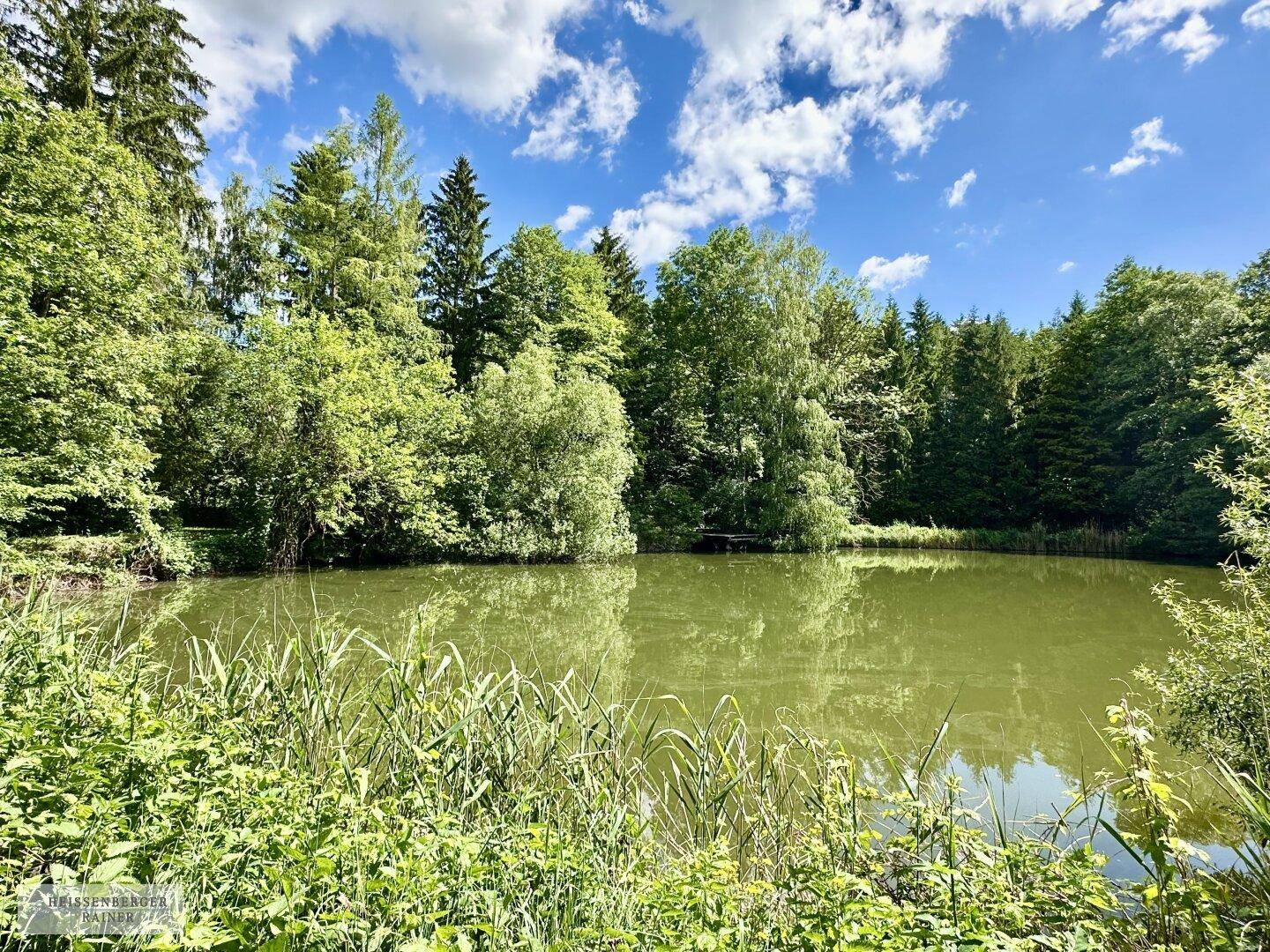Natürlicher Teich mit Schilfbewuchs am Ufer, umgeben von Bäumen unter blauem Himmel.