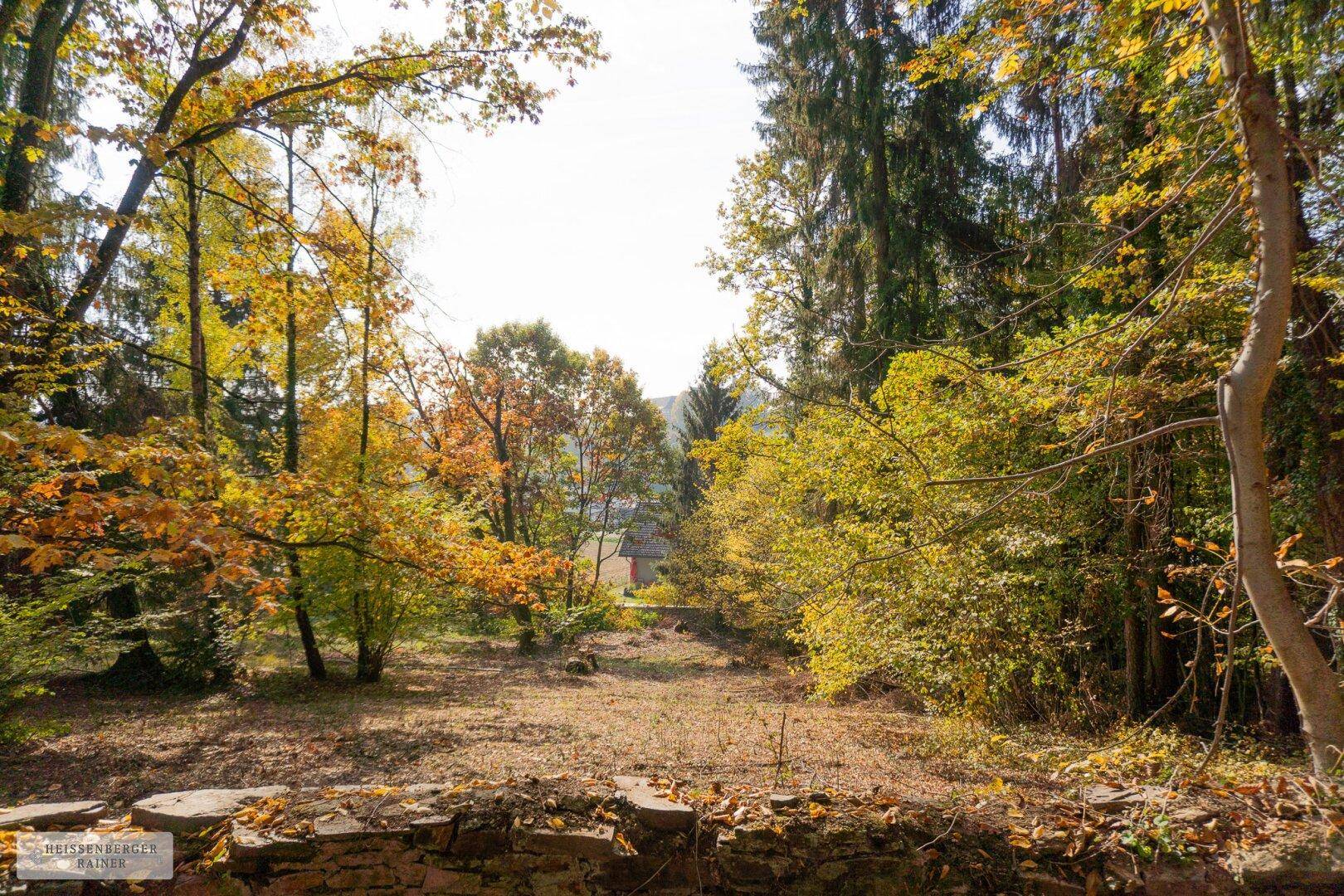 Weitläufige Waldlichtung mit Blick auf ein entferntes Gebäude, umgeben von herbstlicher Vegetation.