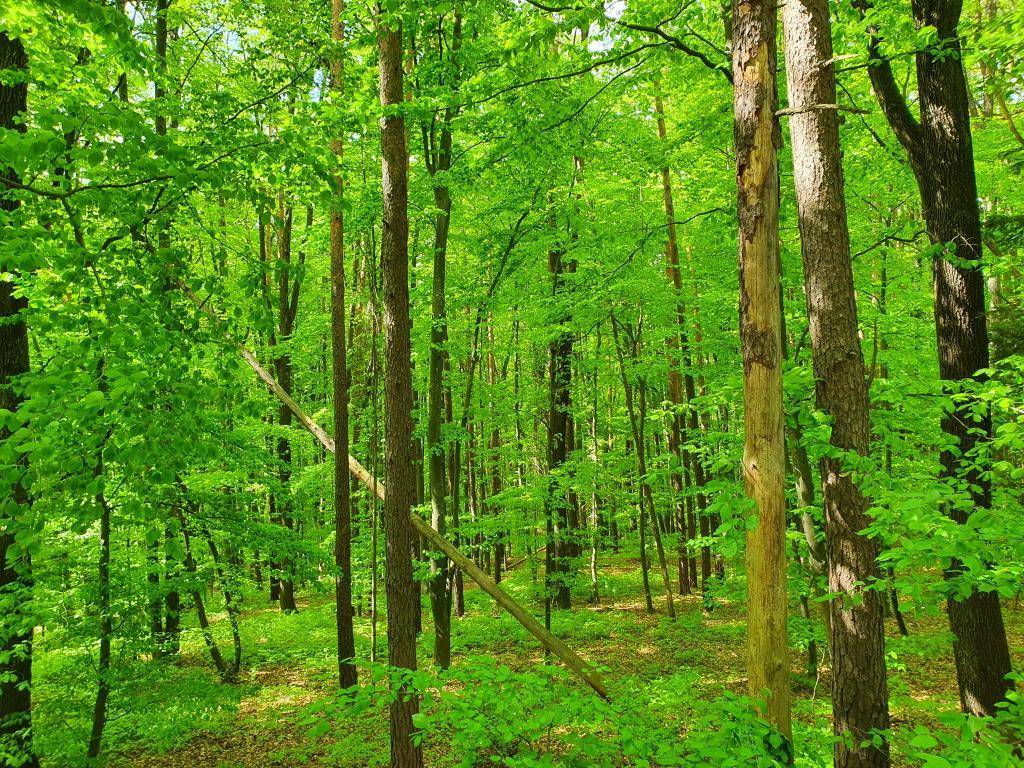 Sonniger Wald mit frischem Laub und hohen Baumstämmen, die eine ruhige Atmosphäre schaffen.