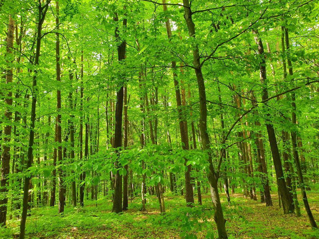 Heller Wald mit dichtem Blätterdach und grüner Bodenvegetation, ideal für Spaziergänge in der Natur.